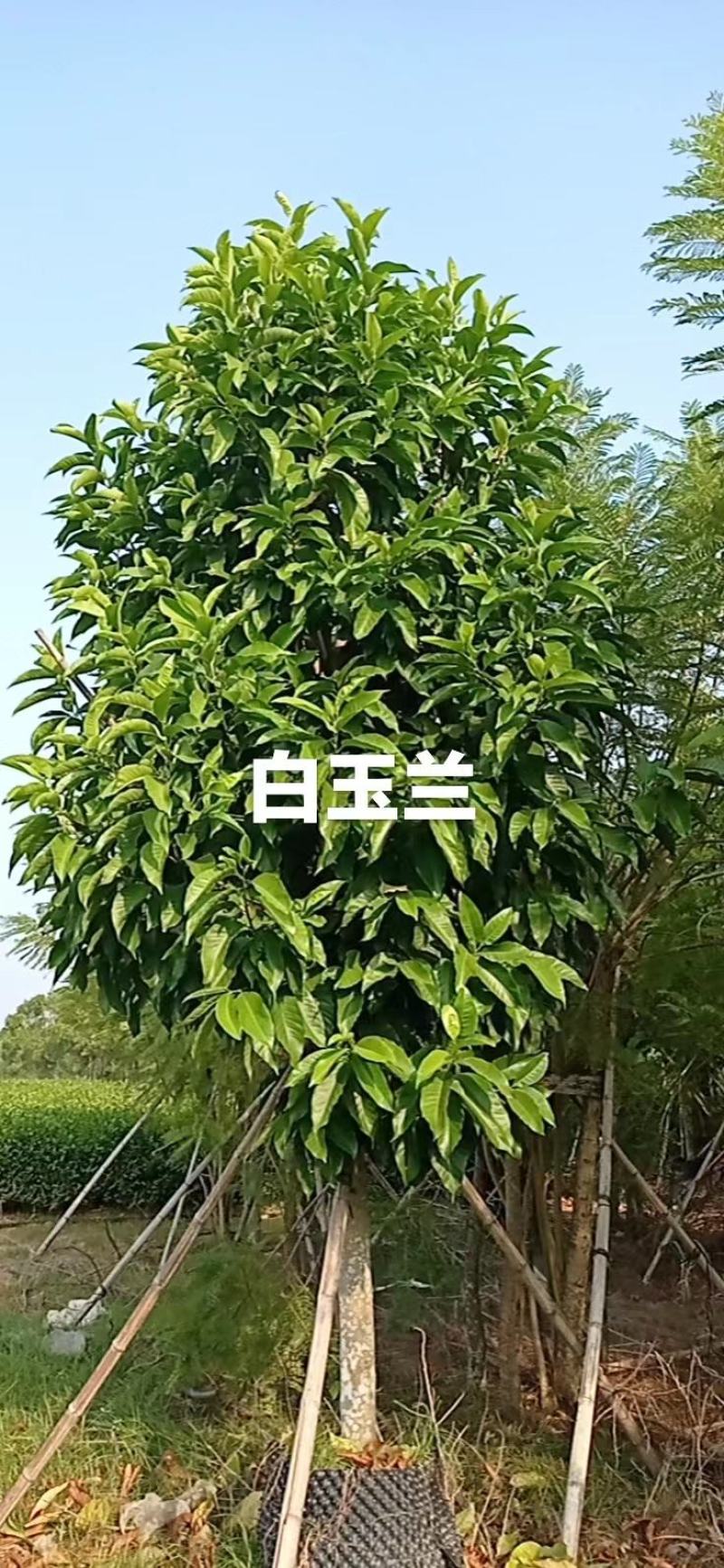 白玉兰景观树各种规格齐全，苗木基地，全年供货，欢迎选购