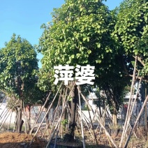 萍婆，六旺树，各种规格都有，苗木基地量大