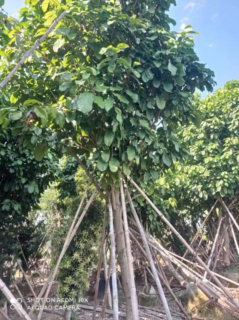 萍婆，六旺树，各种规格都有，苗木基地量大优惠