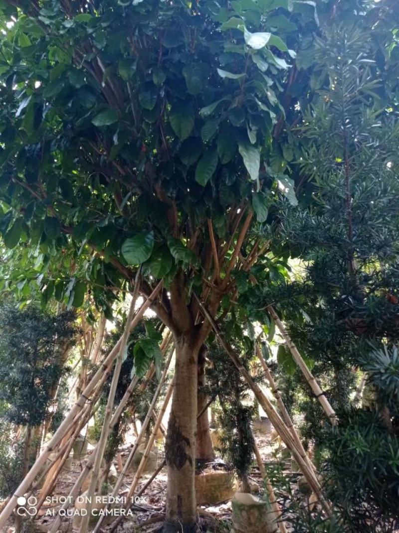 萍婆，六旺树，各种规格都有，苗木基地量大优惠