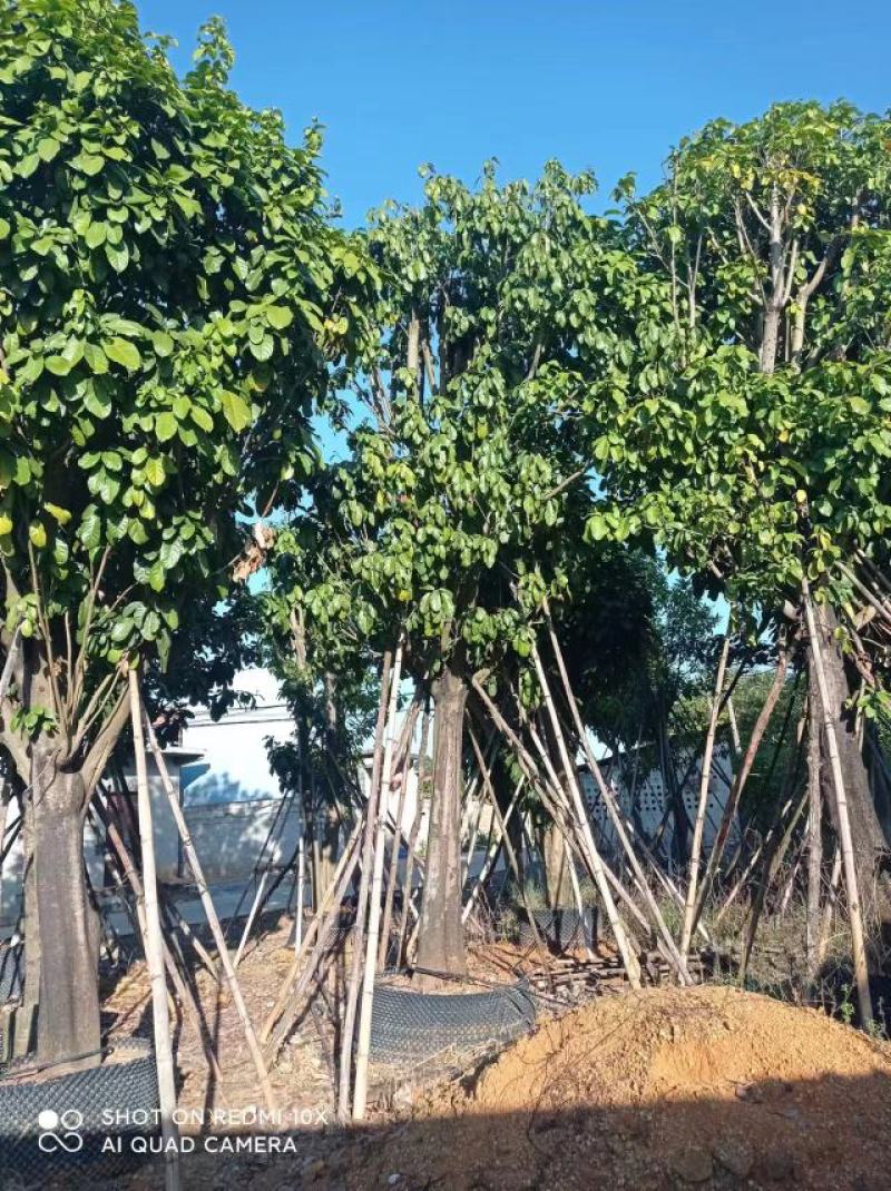萍婆，六旺树，各种规格都有，苗木基地量大优惠
