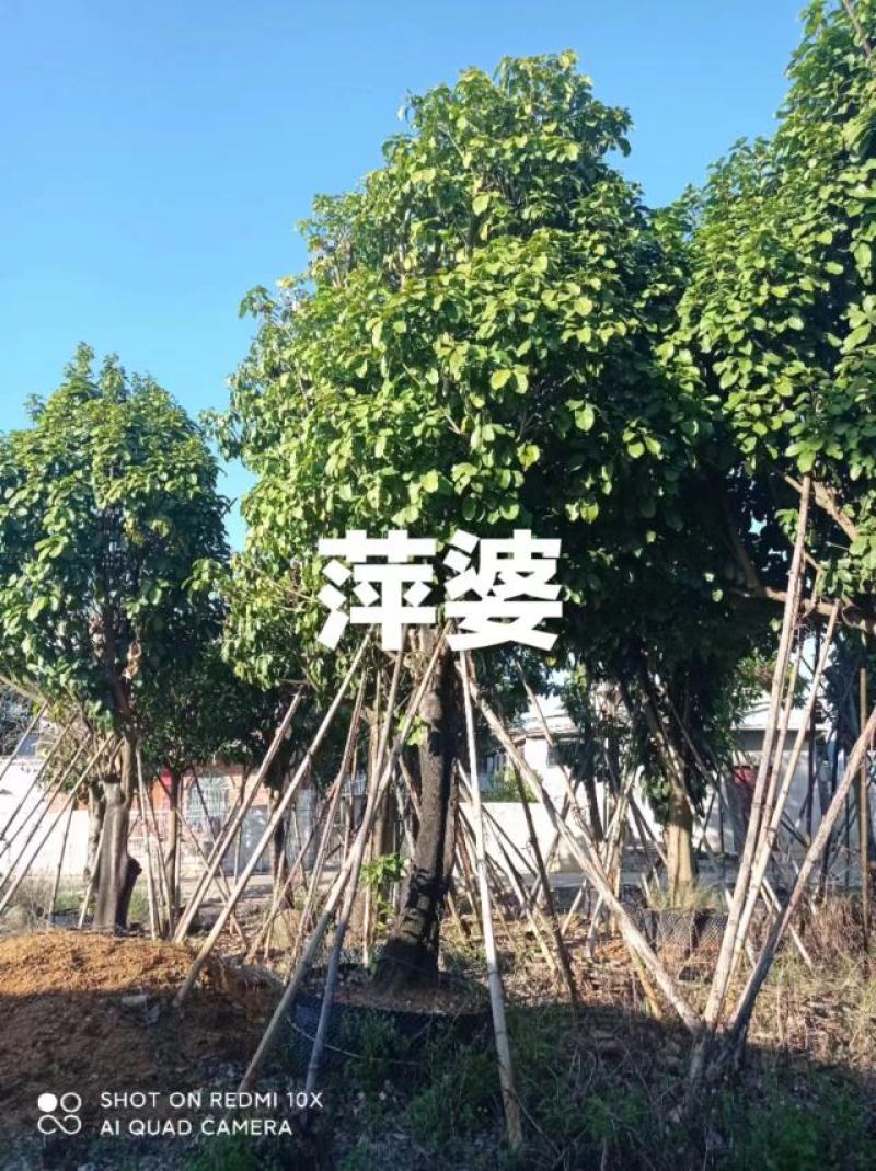 萍婆，六旺树，各种规格都有，苗木基地量大优惠