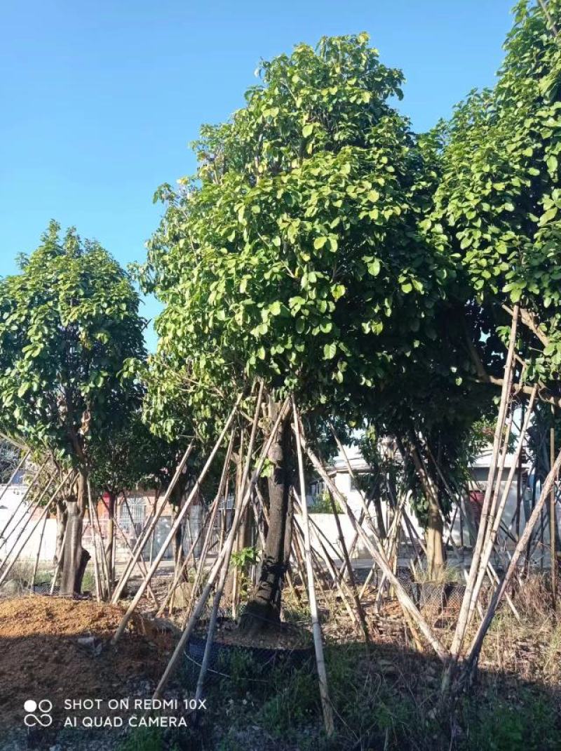 萍婆，六旺树，各种规格都有，苗木基地量大优惠