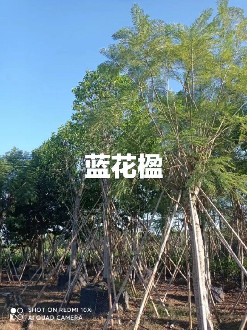 【牛商优选】蓝花楹基地直供，价格优惠，量大从优