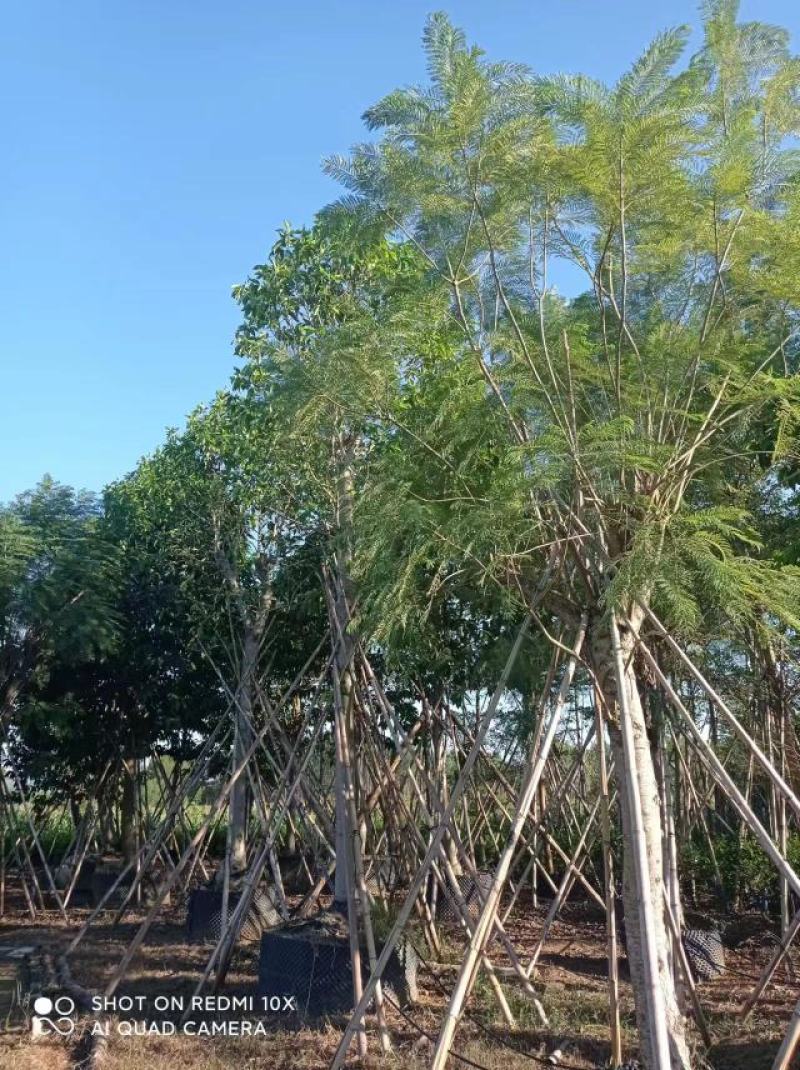 【牛商优选】蓝花楹基地直供，价格优惠，量大从优