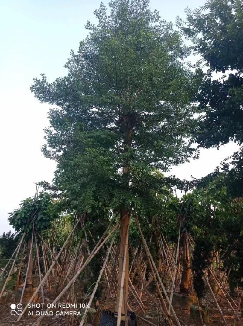 朴树，苗木基地，货源充足，规格齐全，致电优惠