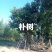 朴树，苗木基地，货源充足，规格齐全，致电优惠