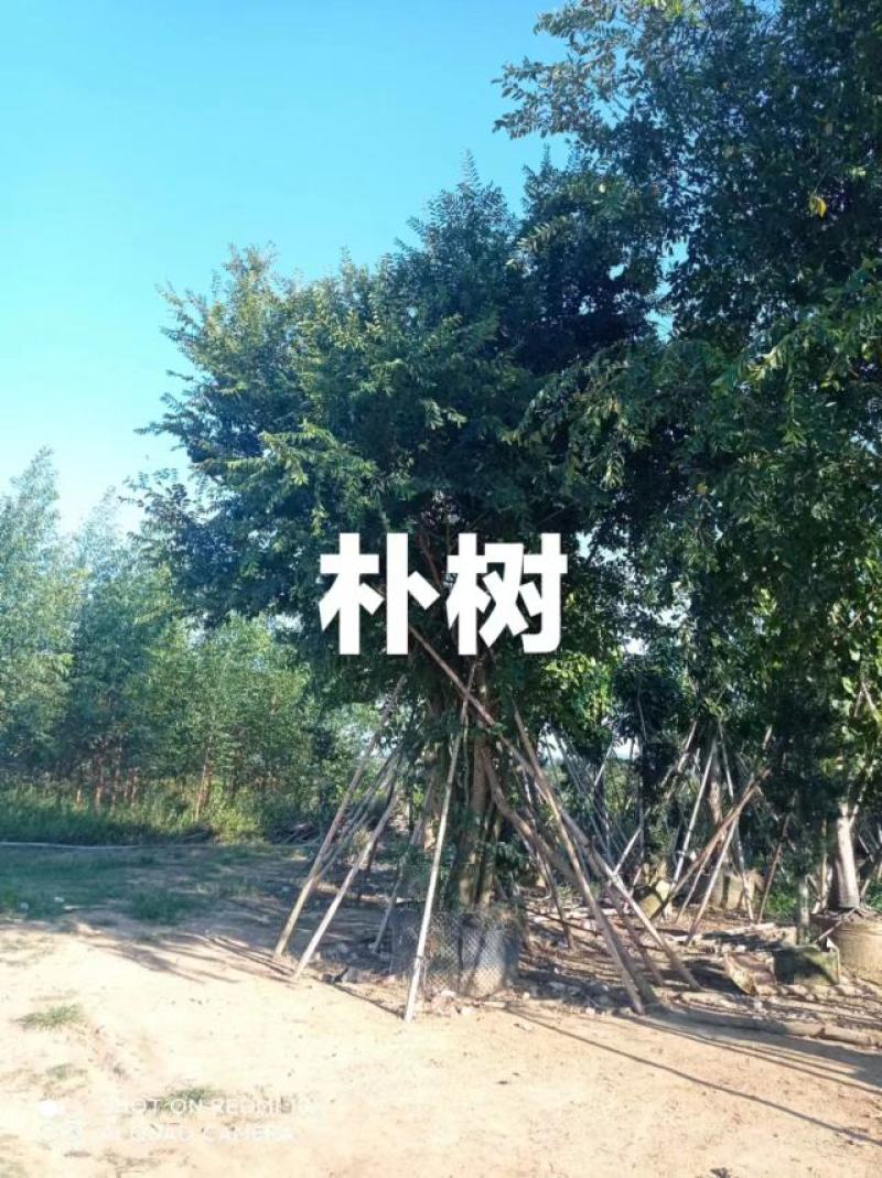 朴树，苗木基地，货源充足，规格齐全，致电优惠