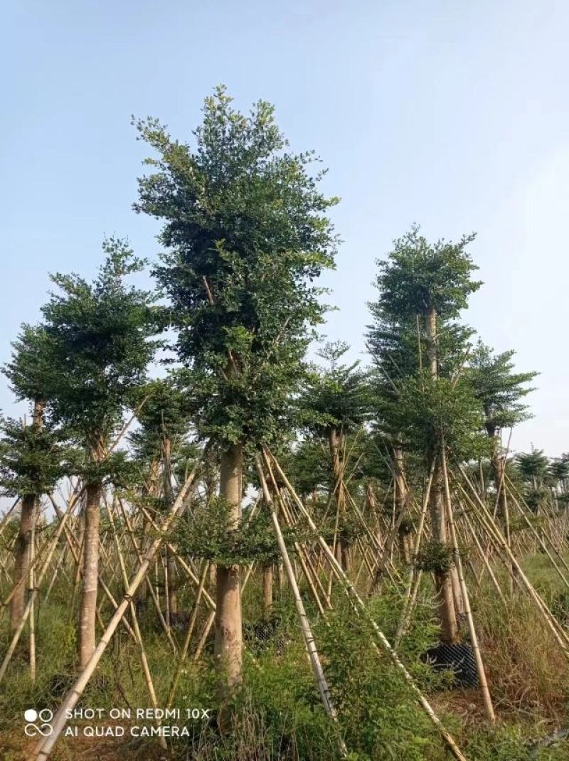 朴树，苗木基地，货源充足，规格齐全，致电优惠