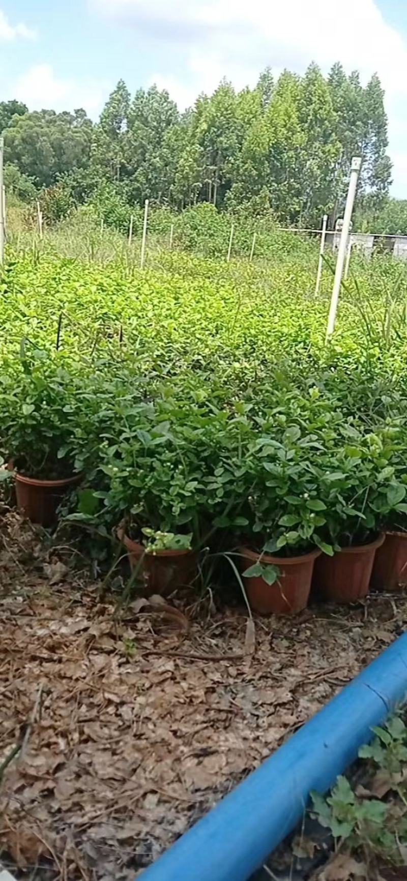 白茉莉花