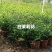 白茉莉花