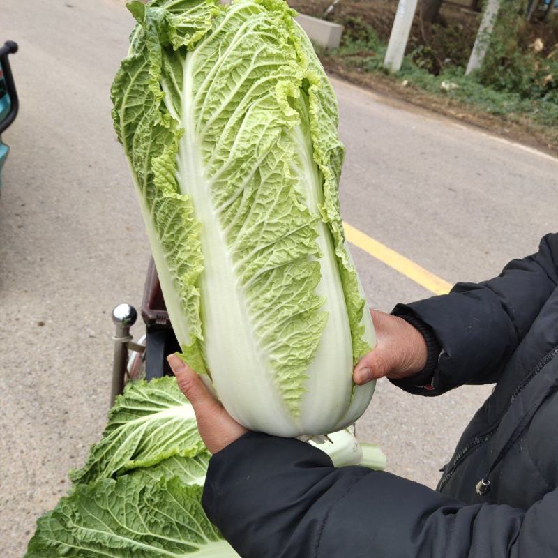 山东肥城北京三号大白菜，产地直供，一手货源，全国发货！