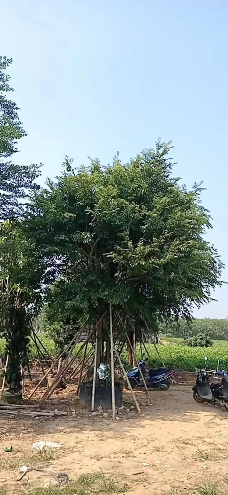 朴树，苗木基地，货源充足，规格齐全，致电优惠