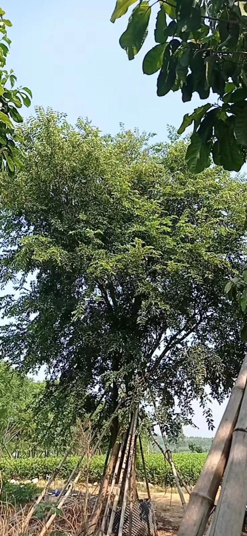 朴树，苗木基地，货源充足，规格齐全，致电优惠