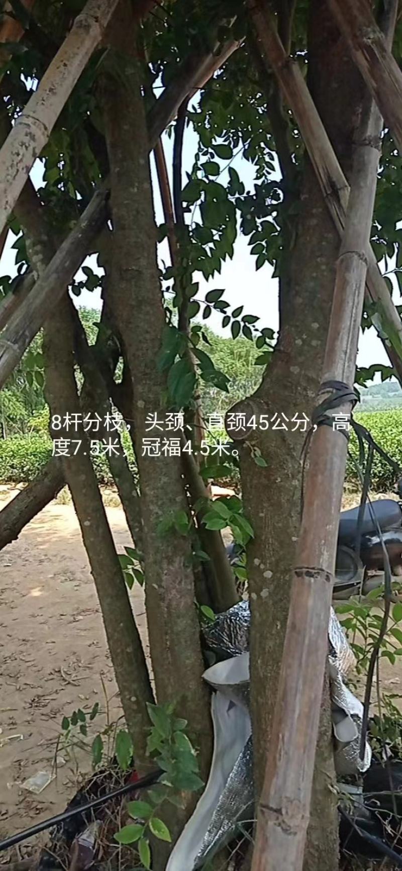朴树，苗木基地，货源充足，规格齐全，致电优惠