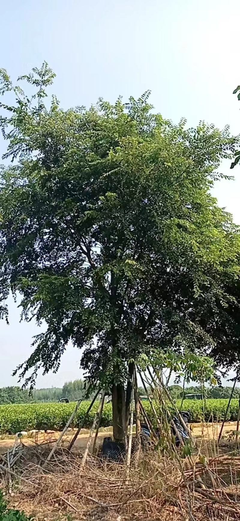 朴树，苗木基地，货源充足，规格齐全，致电优惠