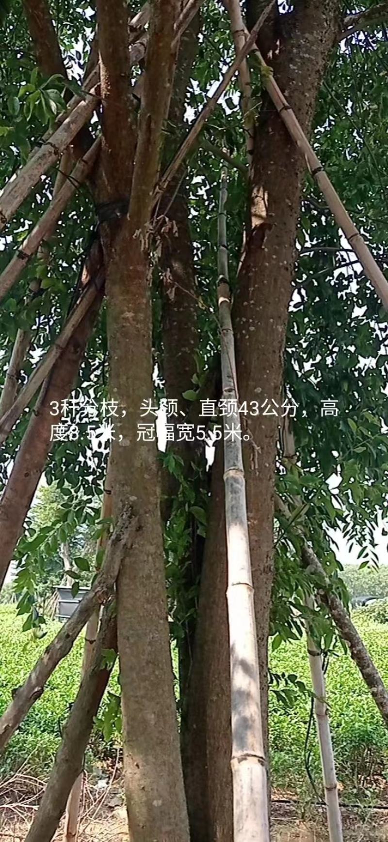 朴树，苗木基地，货源充足，规格齐全，致电优惠