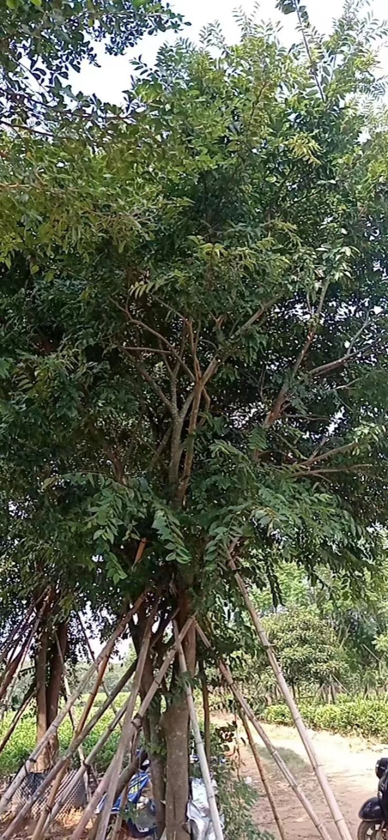 朴树，苗木基地，货源充足，规格齐全，致电优惠