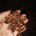 广西深山大红八角，香味十足，