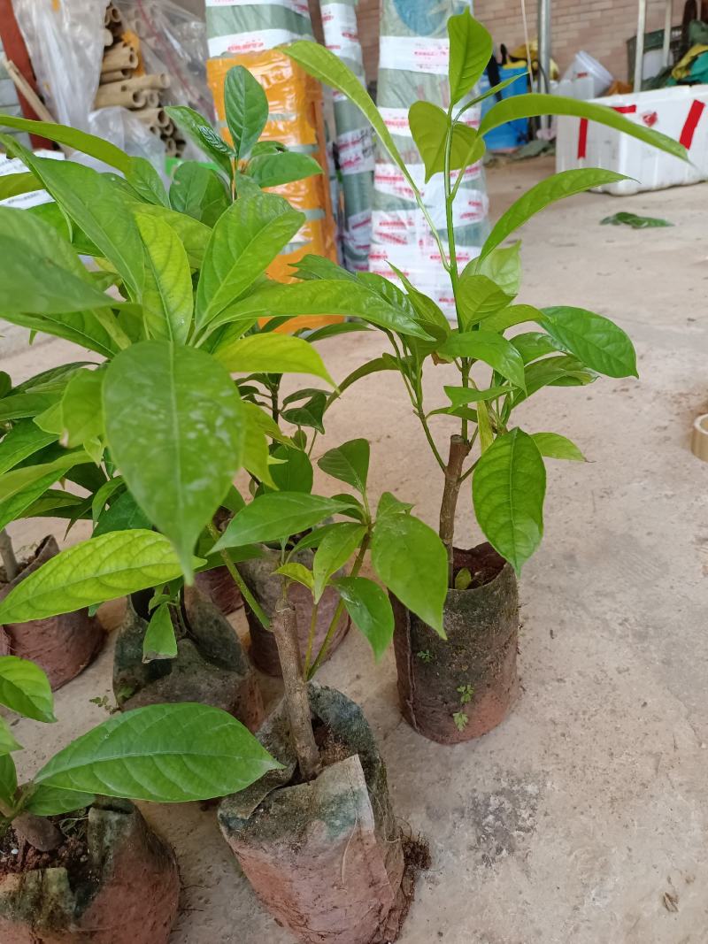 木奶果苗也叫三丫果营养杯苗带土带叶发货