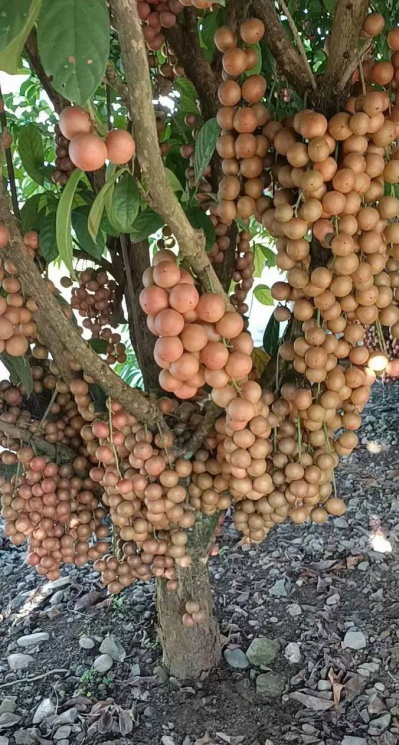木奶果苗也叫三丫果营养杯苗带土带叶发货