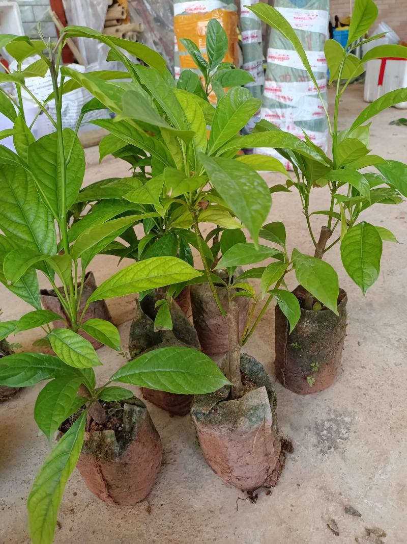 木奶果苗也叫三丫果营养杯苗带土带叶发货