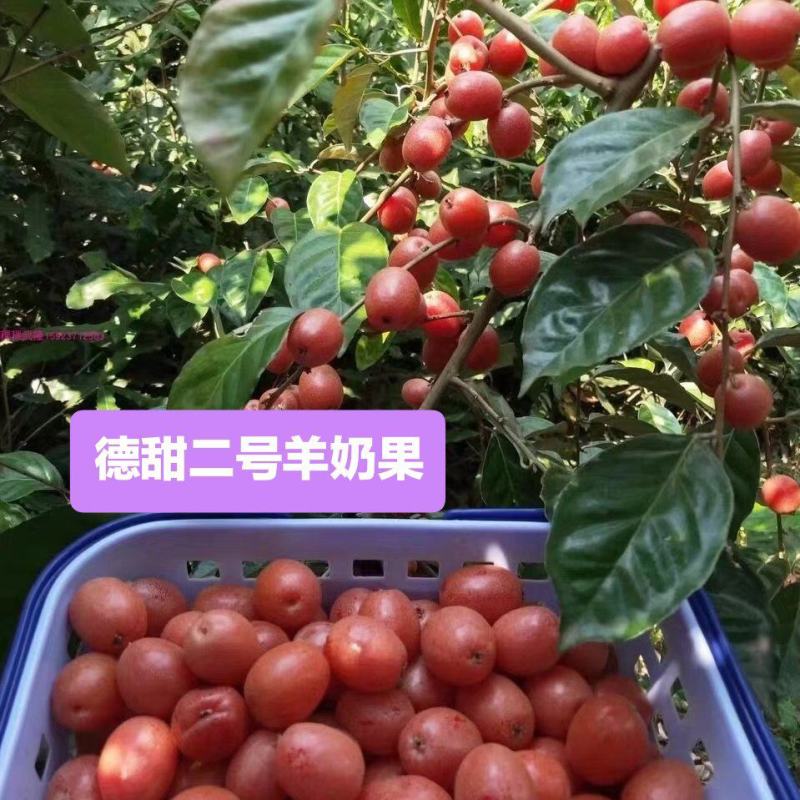 德甜2号羊奶果苗纯甜大果子品种，产量高，易管理种植四季常