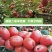 德甜2号羊奶果苗纯甜大果子品种，产量高，易管理种植四季常