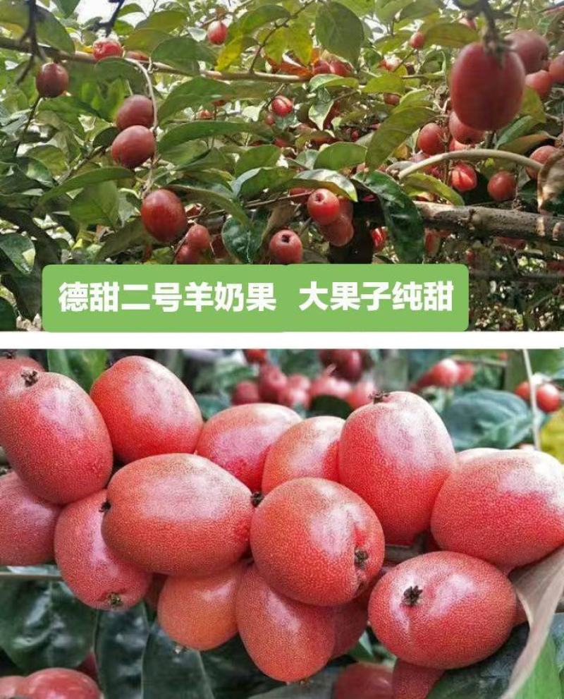 德甜2号羊奶果苗纯甜大果子品种，产量高，易管理种植四季常