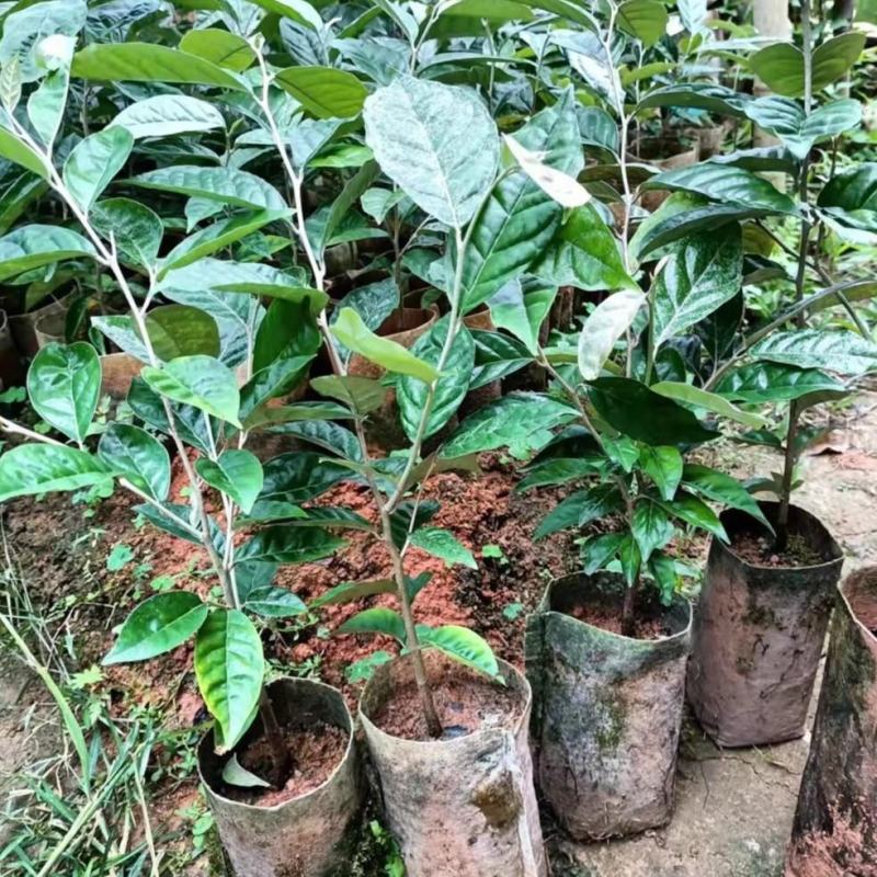 德甜2号羊奶果苗纯甜大果子品种，产量高，易管理种植四季常