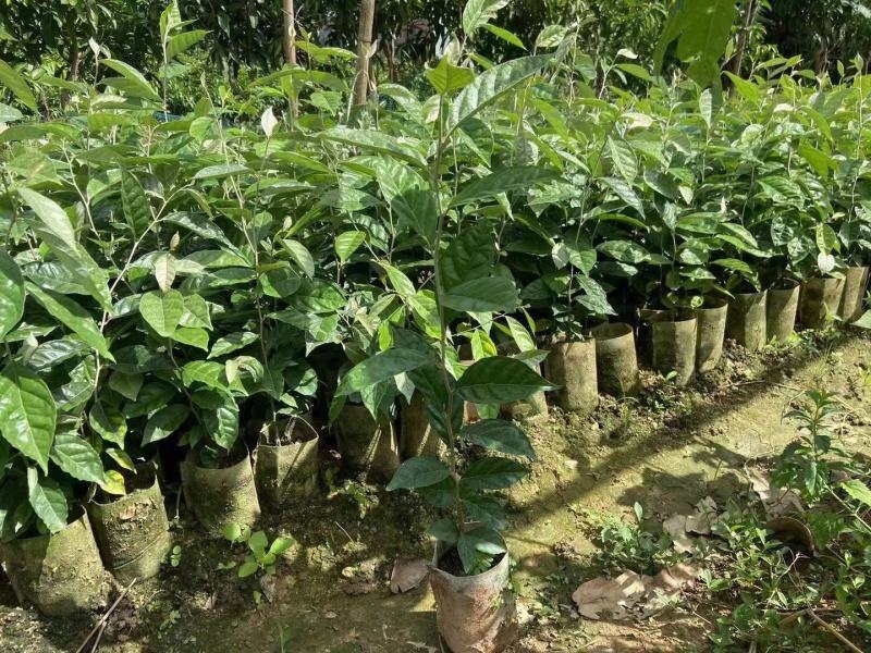 德甜2号羊奶果苗纯甜大果子品种，产量高，易管理种植四季常