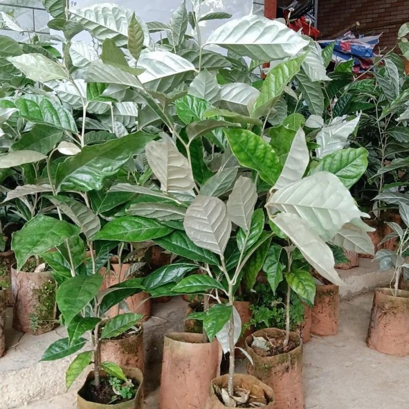 德甜2号羊奶果苗纯甜大果子品种，产量高，易管理种植四季常