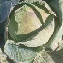 莲花白