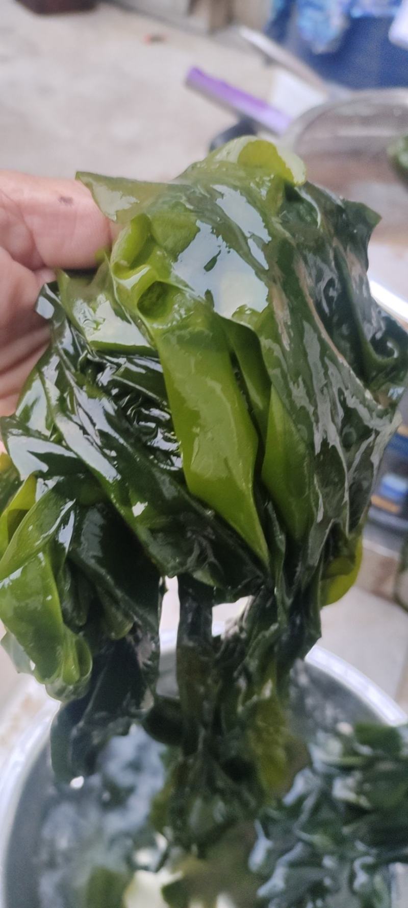 大连盐渍整棵海带打饭包一件代发5斤电商一件代发
