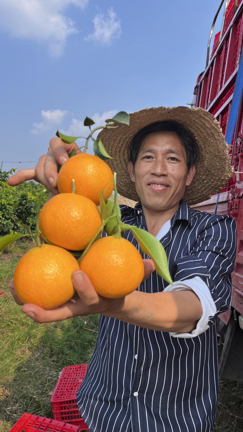 四川爱媛38号果冻橙当季带叶各大平台一件代发有直播基地