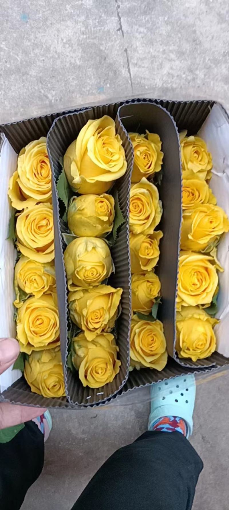 斗南鲜花批发零售彩玫瑰混色