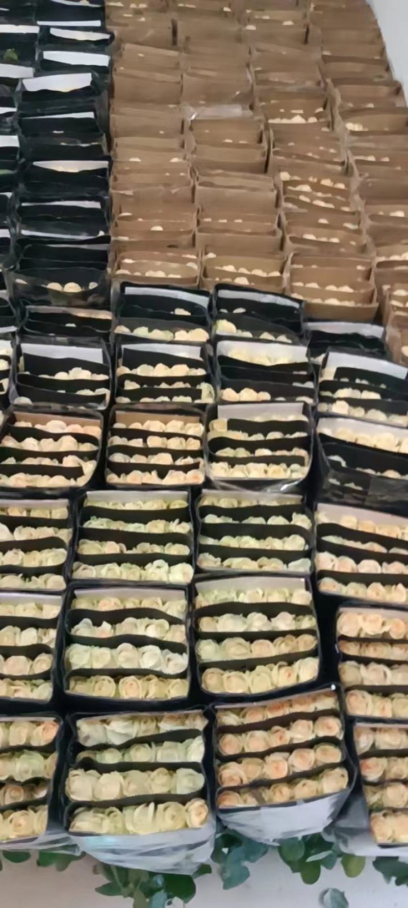 斗南鲜花批发零售彩玫瑰混色