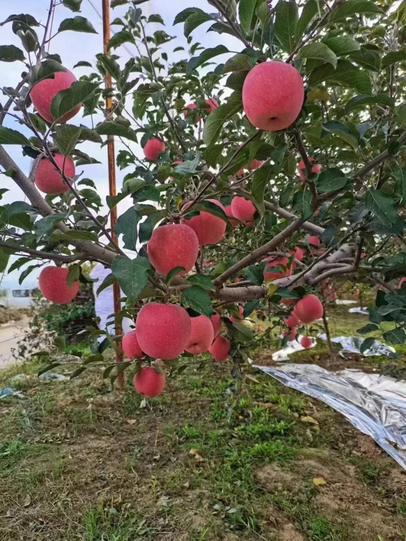 延安红富士，山地苹果