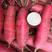 红皮萝卜水洗红皮萝卜带泥货供应各地市场商超产地直发
