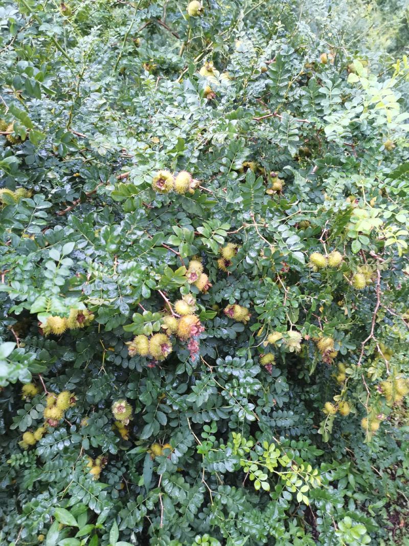 四川干刺梨