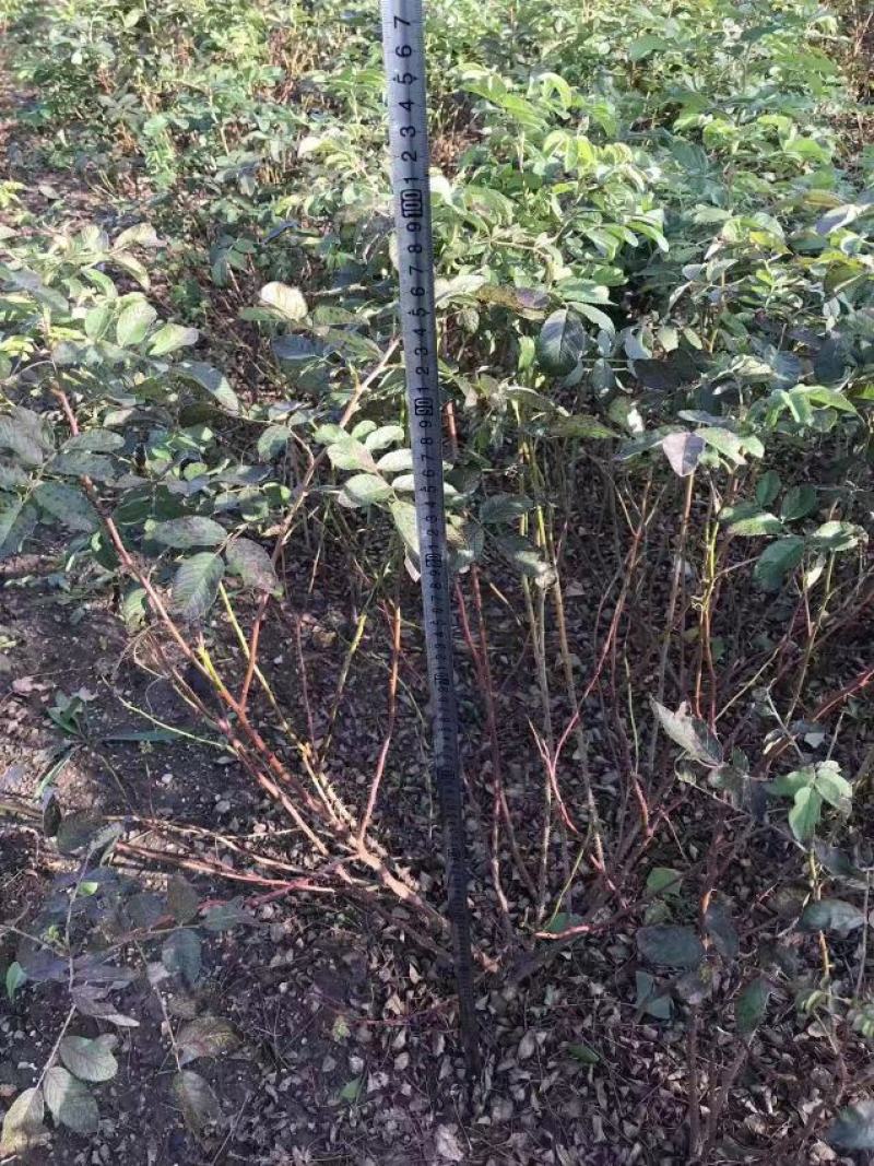 丰花一号平阴玫瑰食用玫瑰药用玫瑰苗万亩玫瑰种植加