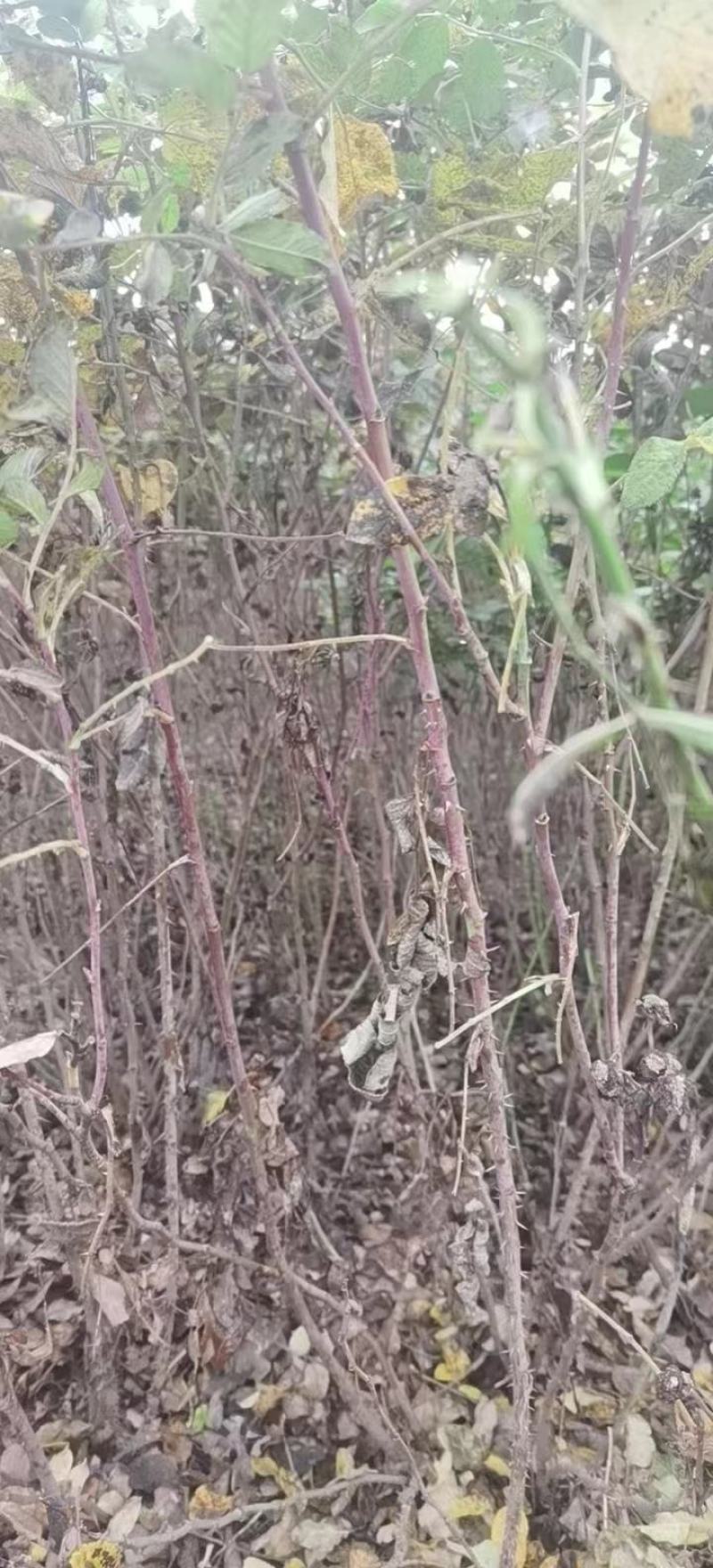 丰花一号平阴玫瑰食用玫瑰药用玫瑰苗万亩玫瑰种植加