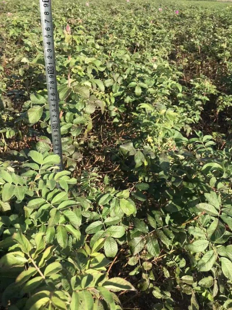 食用药用玫瑰苗四季级玫瑰苗二年绿化苗木