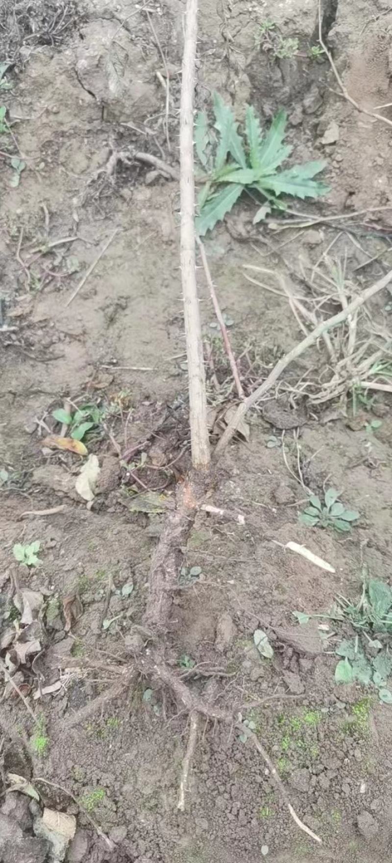食用药用玫瑰苗四季级玫瑰苗二年绿化苗木