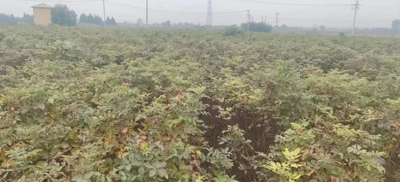 食用药用玫瑰苗四季级玫瑰苗二年绿化苗木