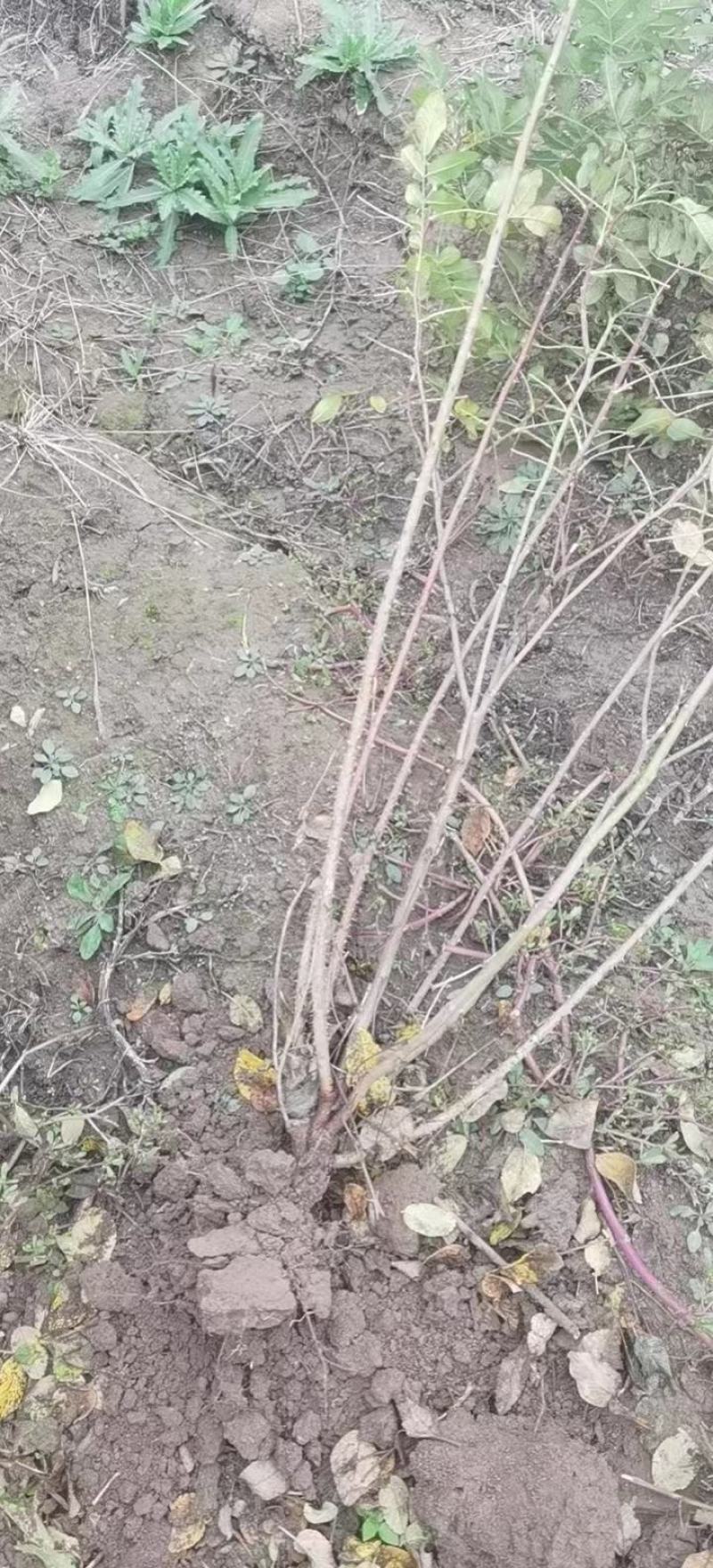 食用药用玫瑰苗四季级玫瑰苗二年绿化苗木