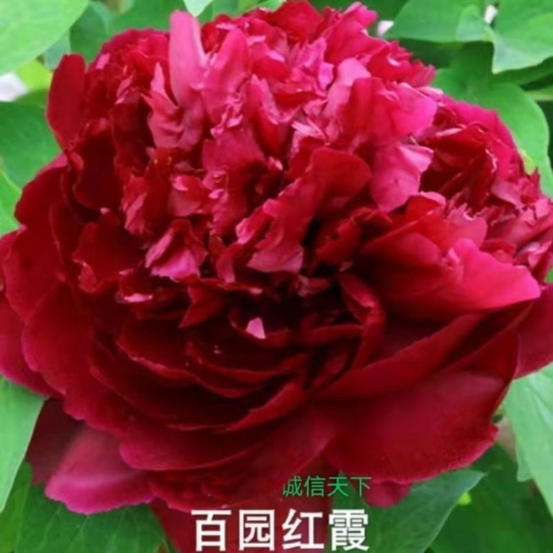 秒接单菏泽牡丹苗优质牡丹花，精品牡丹直供好品种牡丹花苗。