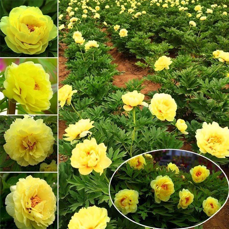秒接单菏泽牡丹苗优质牡丹花，精品牡丹直供好品种牡丹花苗。
