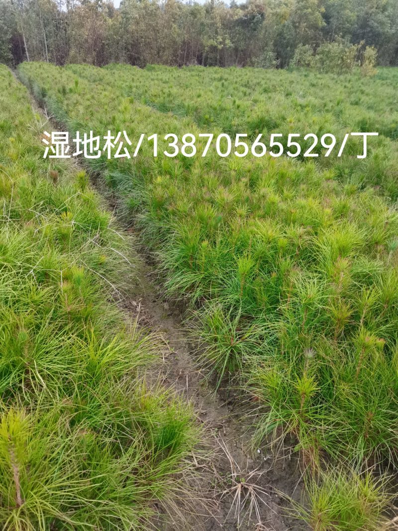 营养杯苗