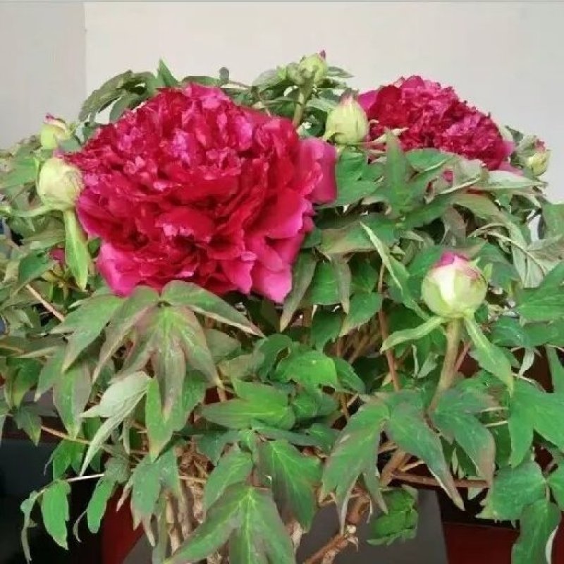 秒接单菏泽牡丹苗优质牡丹花，精品牡丹直供好品种牡丹花苗。